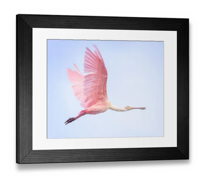 Framed Print : Beautiful Roseate Spoonbill in Pink Flying Against Blue Sky at Fort Myers Beach, Florida Framed Print : Beautiful Roseate Spoonbill in Pink Flying Against Blue Sky at Fort Myers Beach, Florida