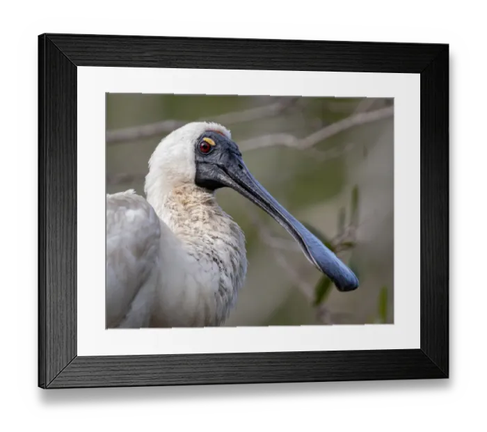 Framed Print : Royal Spoonbill Bird Framed Print : Royal Spoonbill Bird