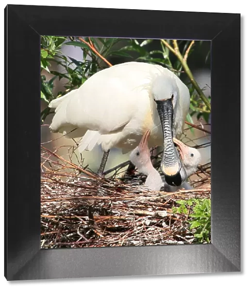 Spoonbill Motherly Care
