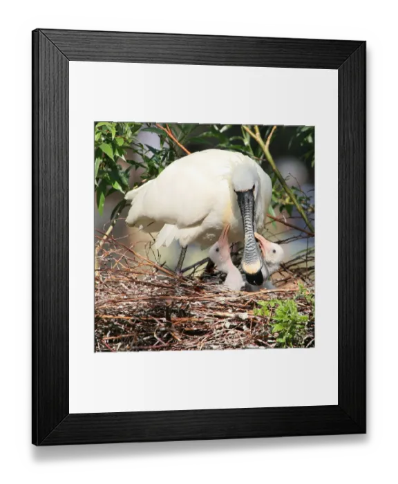 Framed Print : Spoonbill Motherly Care Framed Print : Spoonbill Motherly Care