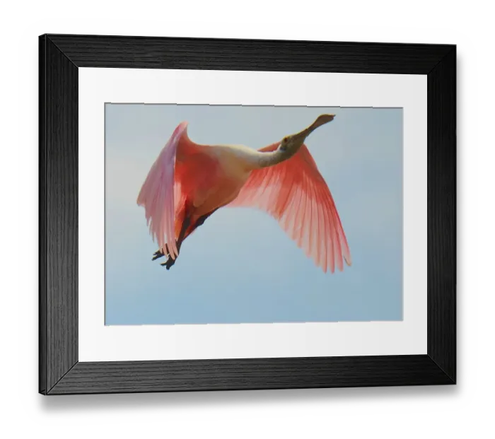 Framed Print : Roseate Spoonbill in flight Framed Print : Roseate Spoonbill in flight