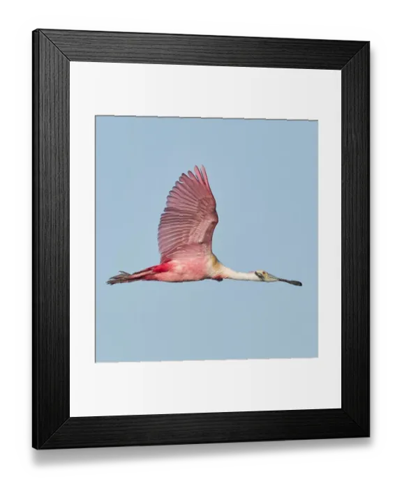 Framed Print : Flying Roseate Spoonbill Framed Print : Flying Roseate Spoonbill