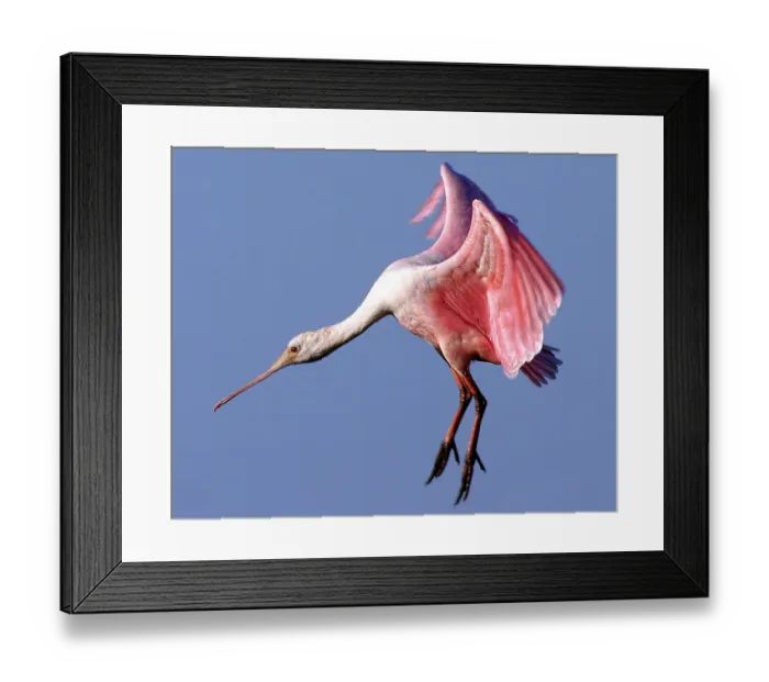 Framed Print : Landing Spoonbill Framed Print : Landing Spoonbill