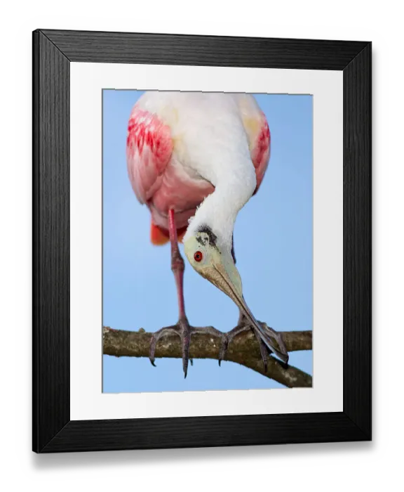 Framed Print : Spoonbill showoff Framed Print : Spoonbill showoff