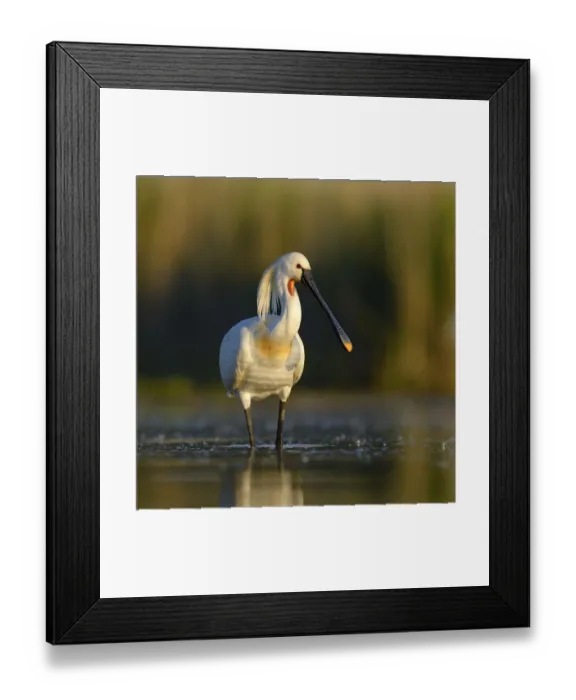 Framed Print : Eurasian Spoonbill or Common Spoonbill (Platalea leucorodia Framed Print : Eurasian Spoonbill or Common Spoonbill (Platalea leucorodia