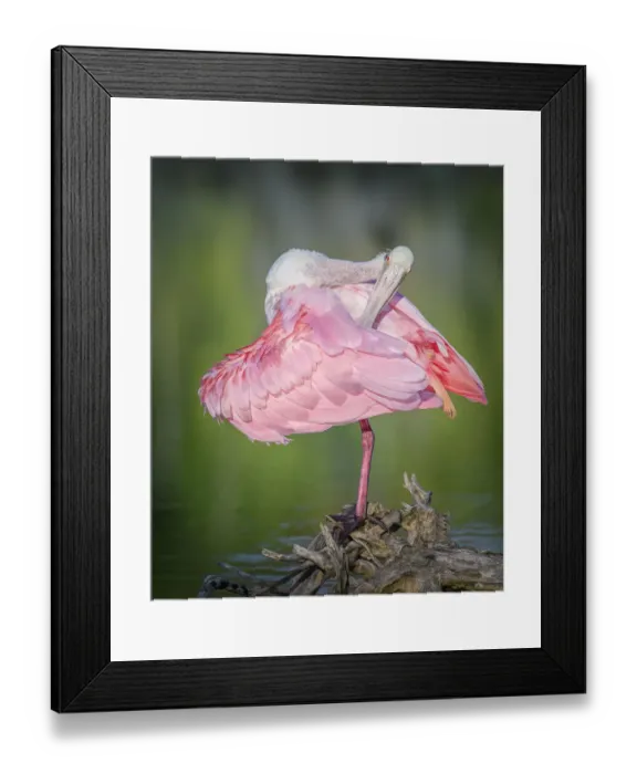 Framed Print : Adorable Roseate Spoonbill Preening Against Green Water at Fort Myers Beach, Florida Framed Print : Adorable Roseate Spoonbill Preening Against Green Water at Fort Myers Beach, Florida