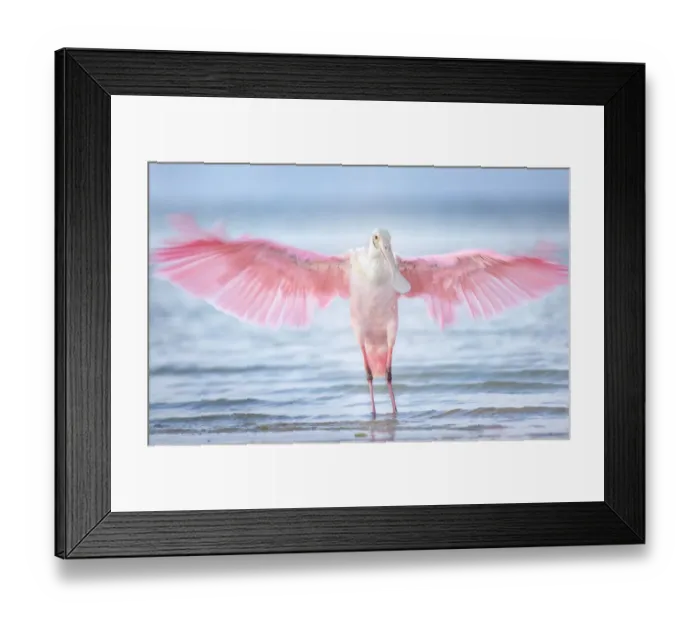 Framed Print : Inviting Wings and Pink Against Beautiful Blue Water at Fort Myers Beach, Florida Framed Print : Inviting Wings and Pink Against Beautiful Blue Water at Fort Myers Beach, Florida