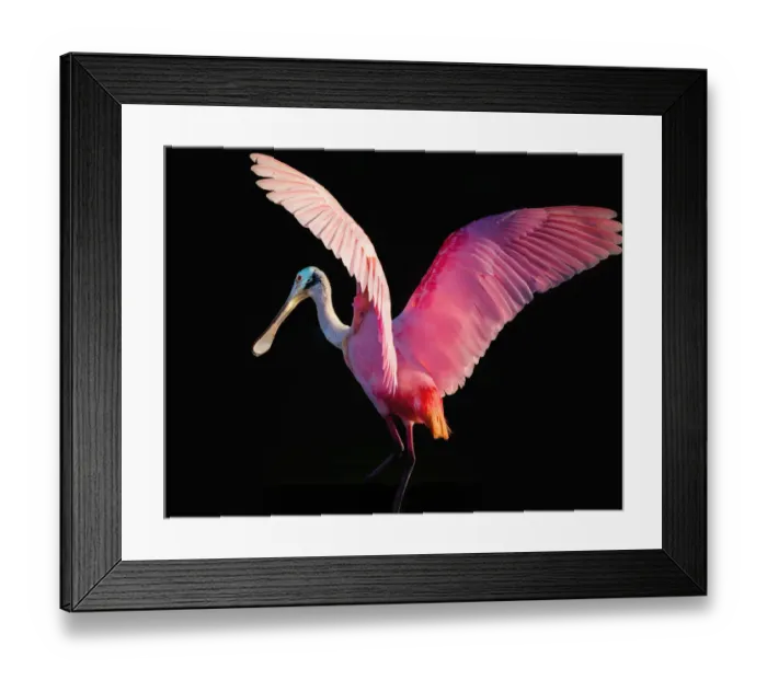Framed Print : Roseate Spoonbill with Wings Outstretched Framed Print : Roseate Spoonbill with Wings Outstretched