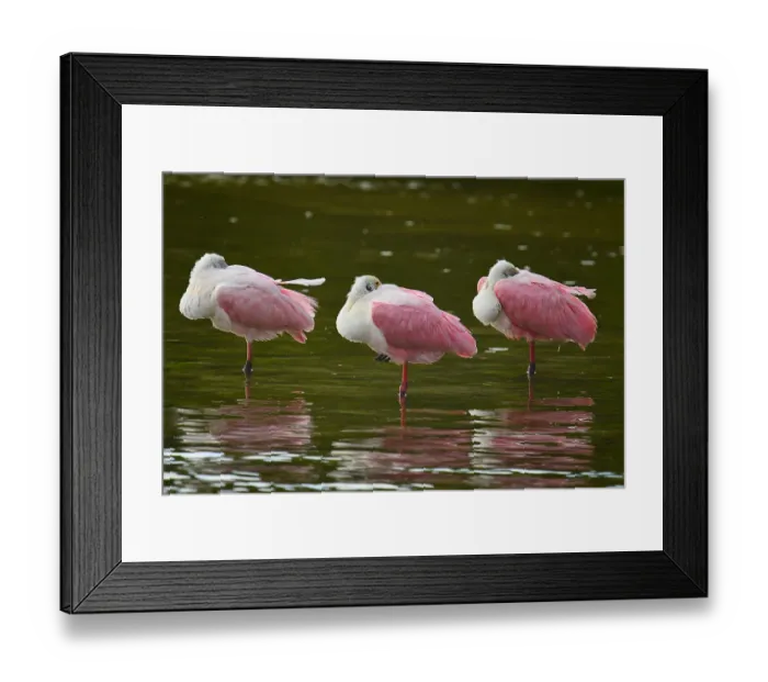 Framed Print : The Three Amigos