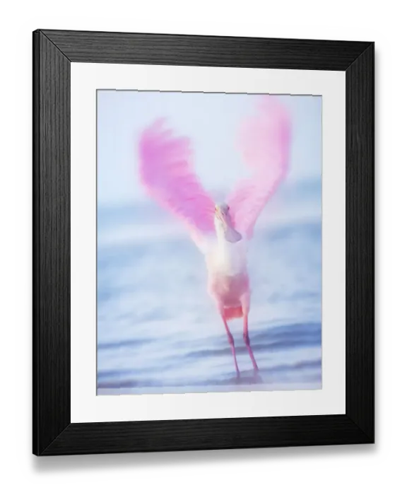 Framed Print : Blurred Motion Wings of Roseate Spoonbill at Fort Myers Beach, Florida Framed Print : Blurred Motion Wings of Roseate Spoonbill at Fort Myers Beach, Florida