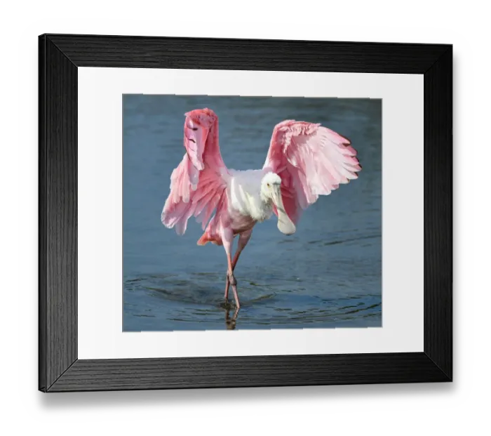 Framed Print : The Spoonbill Fan Dancer Framed Print : The Spoonbill Fan Dancer
