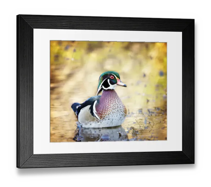 Framed Print : Wood Duck (Aix sponsa) Against Golden Light at Massapequa Preserve, Long Island, NY Framed Print : Wood Duck (Aix sponsa) Against Golden Light at Massapequa Preserve, Long Island, NY