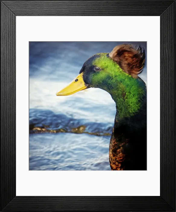 Framed Print : Portrait of a Renaissance Duck Framed Print : Portrait of a Renaissance Duck