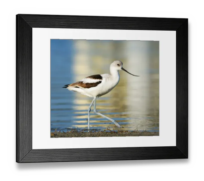 Framed Print : Avocet (Recurvirostra) Walking Along Waters Edge at Fort Myers Beach Framed Print : Avocet (Recurvirostra) Walking Along Waters Edge at Fort Myers Beach