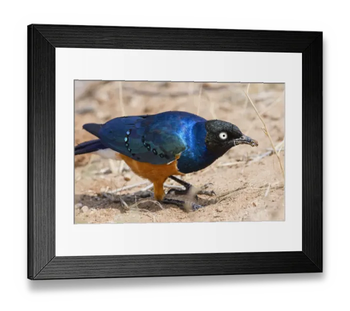Framed Print : Close Up of Bright Colored Superb Starling in Samburu, Kenya Framed Print : Close Up of Bright Colored Superb Starling in Samburu, Kenya