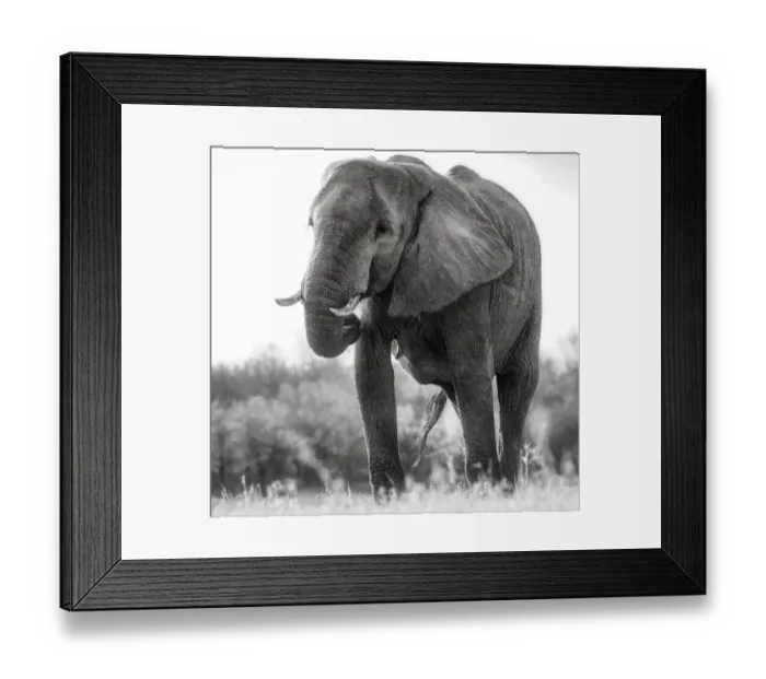 Framed Print : Low Perspective View of Grandeur of the African Elephant at Matusadona
