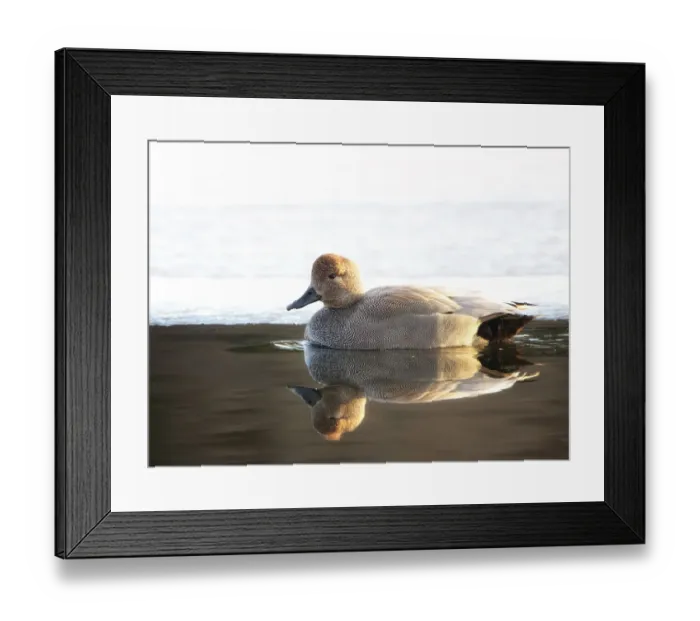 Framed Print : Gadwall Drake (Anas strepera) Against Ice at Brightwaters Framed Print : Gadwall Drake (Anas strepera) Against Ice at Brightwaters