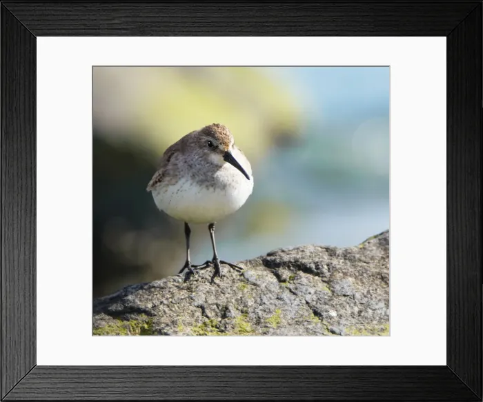 Framed Print : Cute Close Up of Dunlin Looking at Camera Framed Print : Cute Close Up of Dunlin Looking at Camera