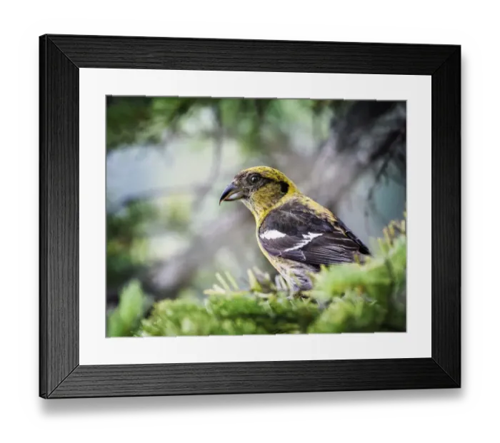 Framed Print : Female Red Crossbill in the Trees at Jasper Park Lodge, Alberta, Canada Framed Print : Female Red Crossbill in the Trees at Jasper Park Lodge, Alberta, Canada