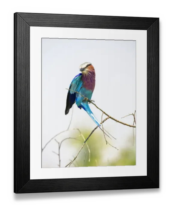 Framed Print : Vibrant Colored Lilac Breasted Roller Perched on Branch at Masai Mara Reserve Framed Print : Vibrant Colored Lilac Breasted Roller Perched on Branch at Masai Mara Reserve