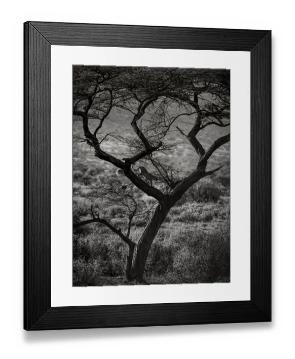 Framed Print : Beautiful Landscape and Backlit Leopard Walking Down Tree in Samburu, Kenya Framed Print : Beautiful Landscape and Backlit Leopard Walking Down Tree in Samburu, Kenya