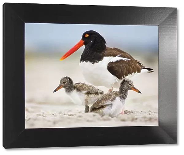 Oystercatcher Mother With Two Chicks on Either Side at Nickerson Beach