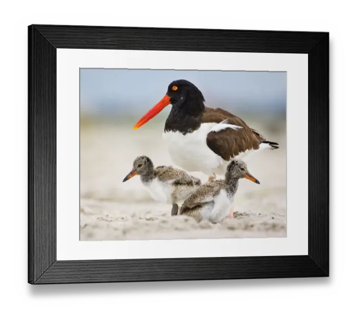 Framed Print : Oystercatcher Mother With Two Chicks on Either Side at Nickerson Beach Framed Print : Oystercatcher Mother With Two Chicks on Either Side at Nickerson Beach