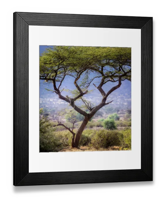 Framed Print : Landscape Scene of Leopard Resting in Acacia Tree in Samburu, Kenya Framed Print : Landscape Scene of Leopard Resting in Acacia Tree in Samburu, Kenya