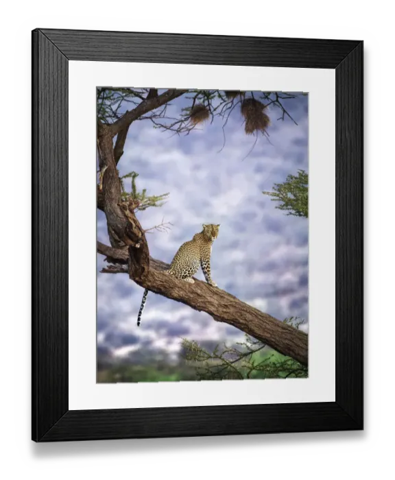 Framed Print : Amazing Close Up of Leopard in Tree Against Blue Background at Samburu, Kenya