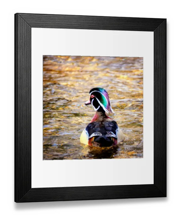 Framed Print : Beautiful Little Woodduck Alone on the Creek Framed Print : Beautiful Little Woodduck Alone on the Creek