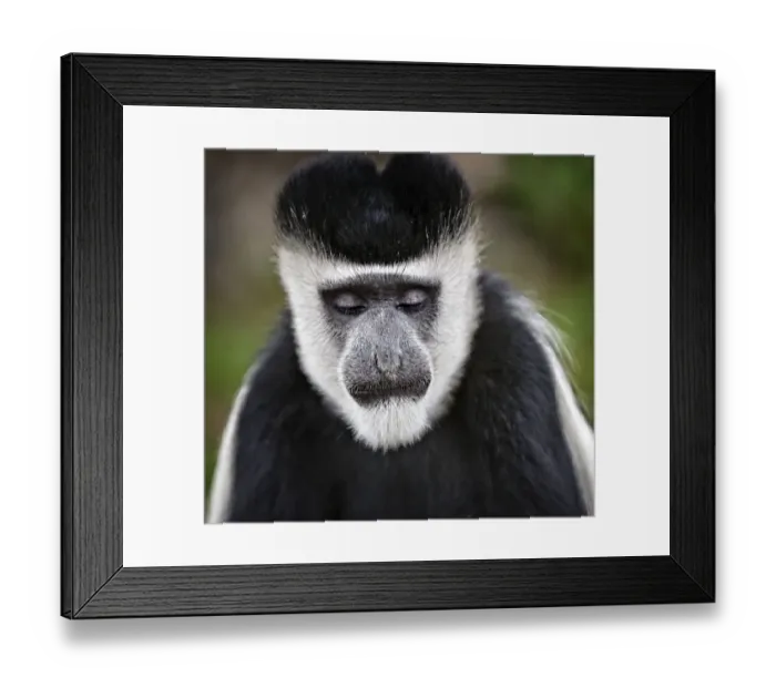 Framed Print : Close Up of Black and White Colobus at Lake Naivasha, Kenya Framed Print : Close Up of Black and White Colobus at Lake Naivasha, Kenya