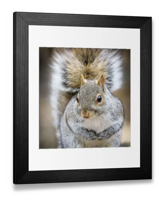 Framed Print : Adorable Gray Squirrel Close Up Looking at Camera in Central Park, New York Framed Print : Adorable Gray Squirrel Close Up Looking at Camera in Central Park, New York