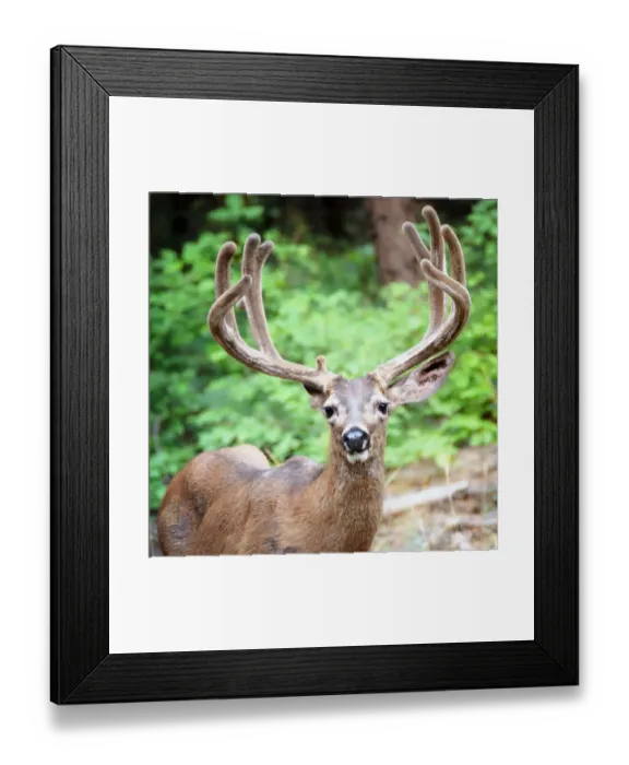 Framed Print : Portait of a Buck with Large Rack near Bridal Veil Falls in Yosemite