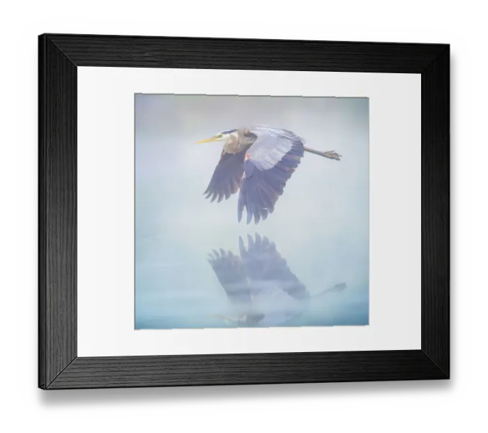 Framed Print : Beautiful Blue Misty Pastel Colors and Great Blue Heron in Flight in Pennsylvania Framed Print : Beautiful Blue Misty Pastel Colors and Great Blue Heron in Flight in Pennsylvania