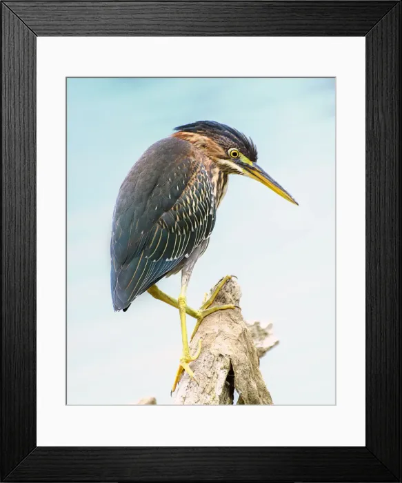 Framed Print : Beautiful Green Heron Looking Down While Fishing in Pennsylvania