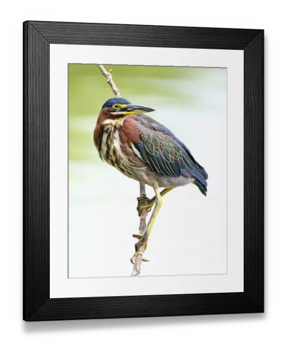 Framed Print : Beautiful Detail of Green Heron Feathers in Pennsylvania Framed Print : Beautiful Detail of Green Heron Feathers in Pennsylvania
