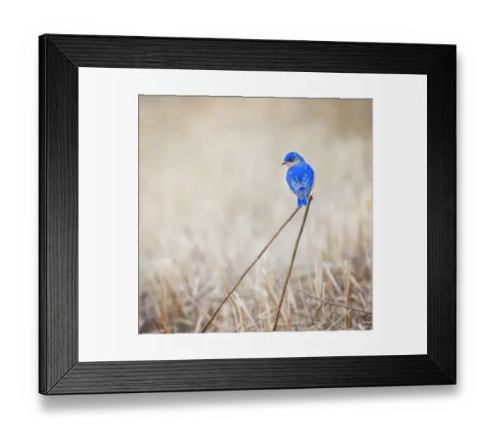 Framed Print : Male Bluebird on Interesting Perch in Winter