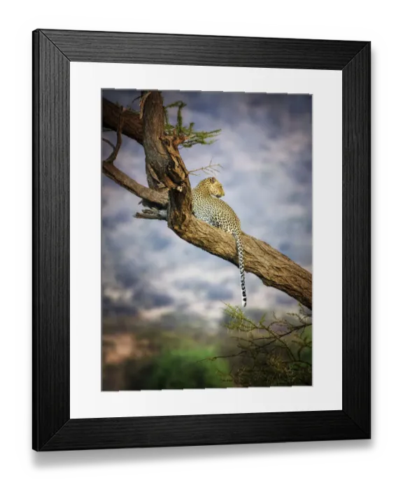 Framed Print : Amazing Close Up of Leopard Resting in Acacia Tree at Samburu, Kenya Framed Print : Amazing Close Up of Leopard Resting in Acacia Tree at Samburu, Kenya