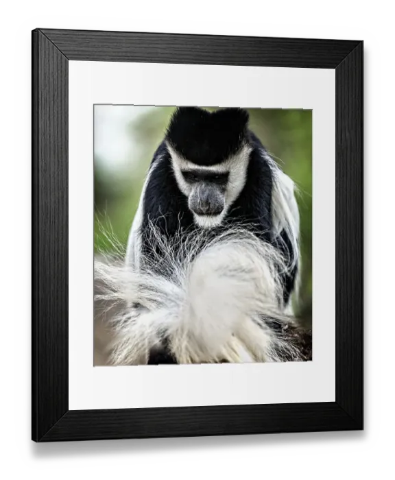 Framed Print : Black and White Colobus Fixing Tail in Lake Naivasha, Kenya Framed Print : Black and White Colobus Fixing Tail in Lake Naivasha, Kenya