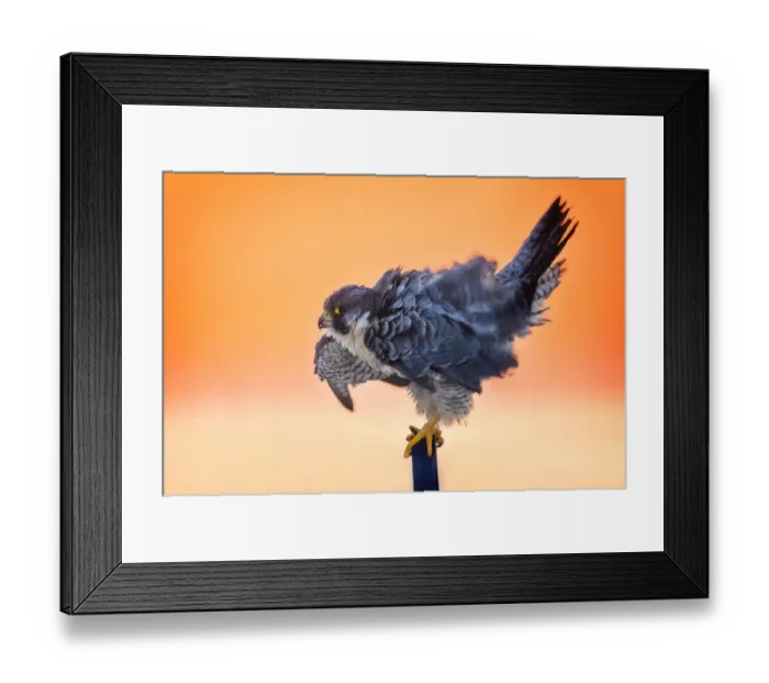 Framed Print : Peregrine Falcon Fluffing His Feathers at Sunrise on Long Island Framed Print : Peregrine Falcon Fluffing His Feathers at Sunrise on Long Island