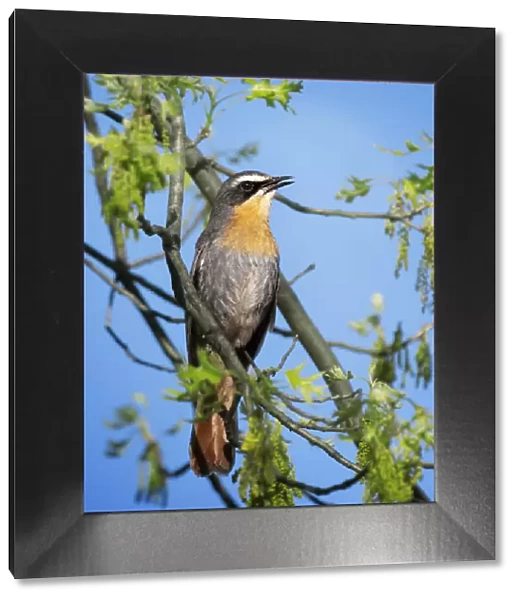 Portrait of a Cape Robin-Chat Against Blue sky in Franschhoek