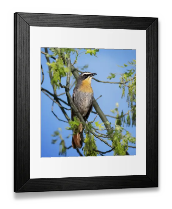 Framed Print : Portrait of a Cape Robin-Chat Against Blue sky in Franschhoek Framed Print : Portrait of a Cape Robin-Chat Against Blue sky in Franschhoek