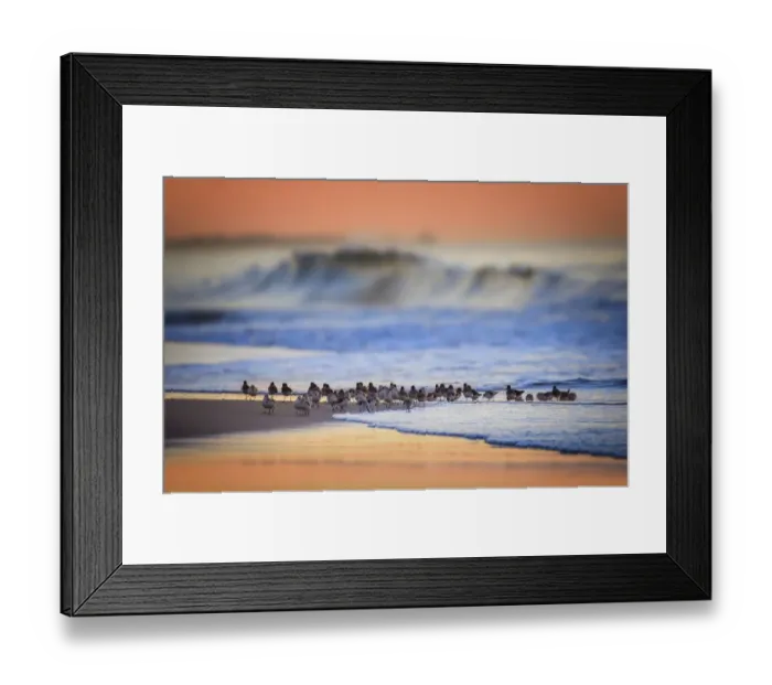 Framed Print : Beautiful Blue Wave, Orange Sky and Sanderlings in the Water at Jones Beach, Long Island