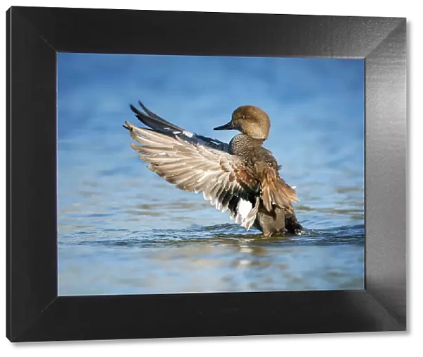 Beautiful Gadwall Duck Lifting His Wings Against Blue Water