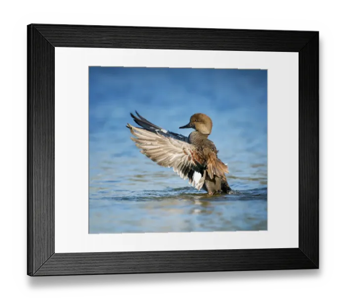 Framed Print : Beautiful Gadwall Duck Lifting His Wings Against Blue Water Framed Print : Beautiful Gadwall Duck Lifting His Wings Against Blue Water