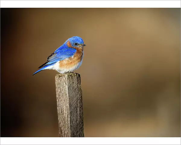 Cute Blue Bluebird Perched on Post at Exton Park, Pennsylvania