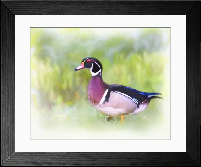 Framed Print : Artistic Portrait Digital Painting of Wood Duck in Grass