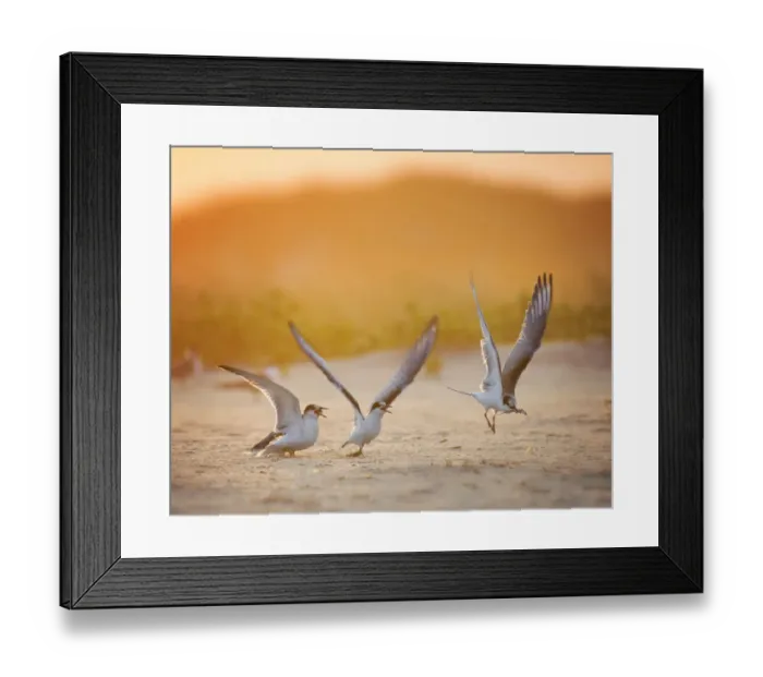 Framed Print : Sunrise Tern Family Scene at Breakfast at Nickerson Beach, Long Island Framed Print : Sunrise Tern Family Scene at Breakfast at Nickerson Beach, Long Island