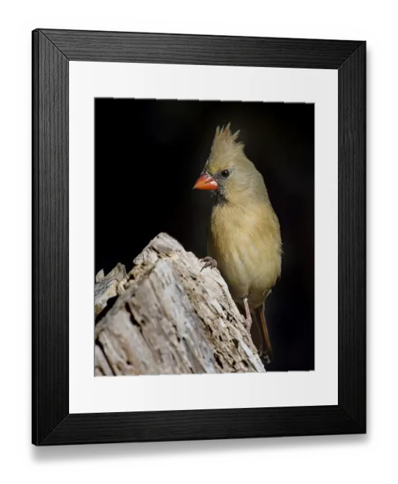 Framed Print : Female Cardinal Posing on Tree Stump Framed Print : Female Cardinal Posing on Tree Stump