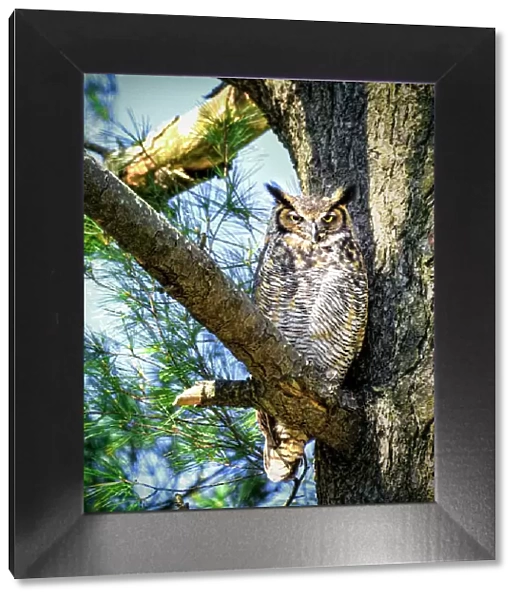 Great Horned Owl Comfortably Perched in Tree and Looking at Camera